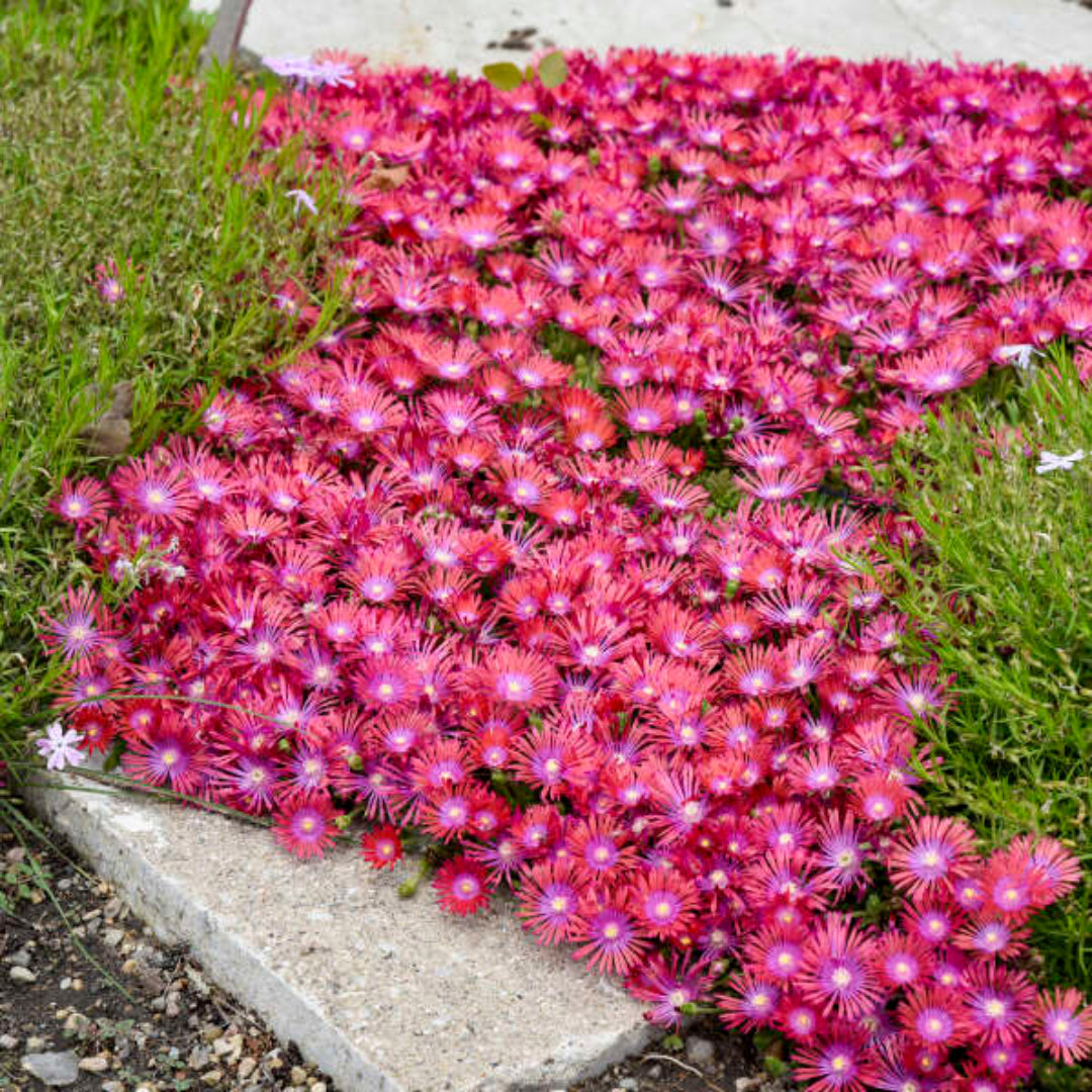 Delosperma Flashmob® &