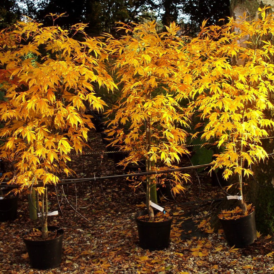 Japanese Sunrise Japanese Maple