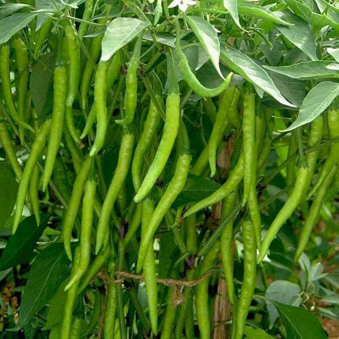 Guntur Chilli Plant