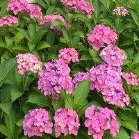 Show Stopper Hydrangea