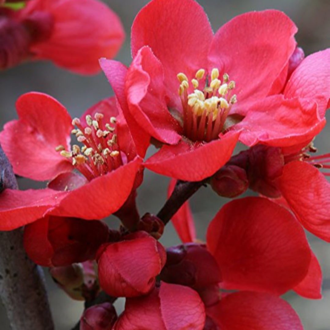 Scarlet Storm Quince