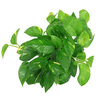 Golden Pothos – Easy Care Indoor Plant with Air-Purifying Variegated Foliage  (Live Indoor Plant)