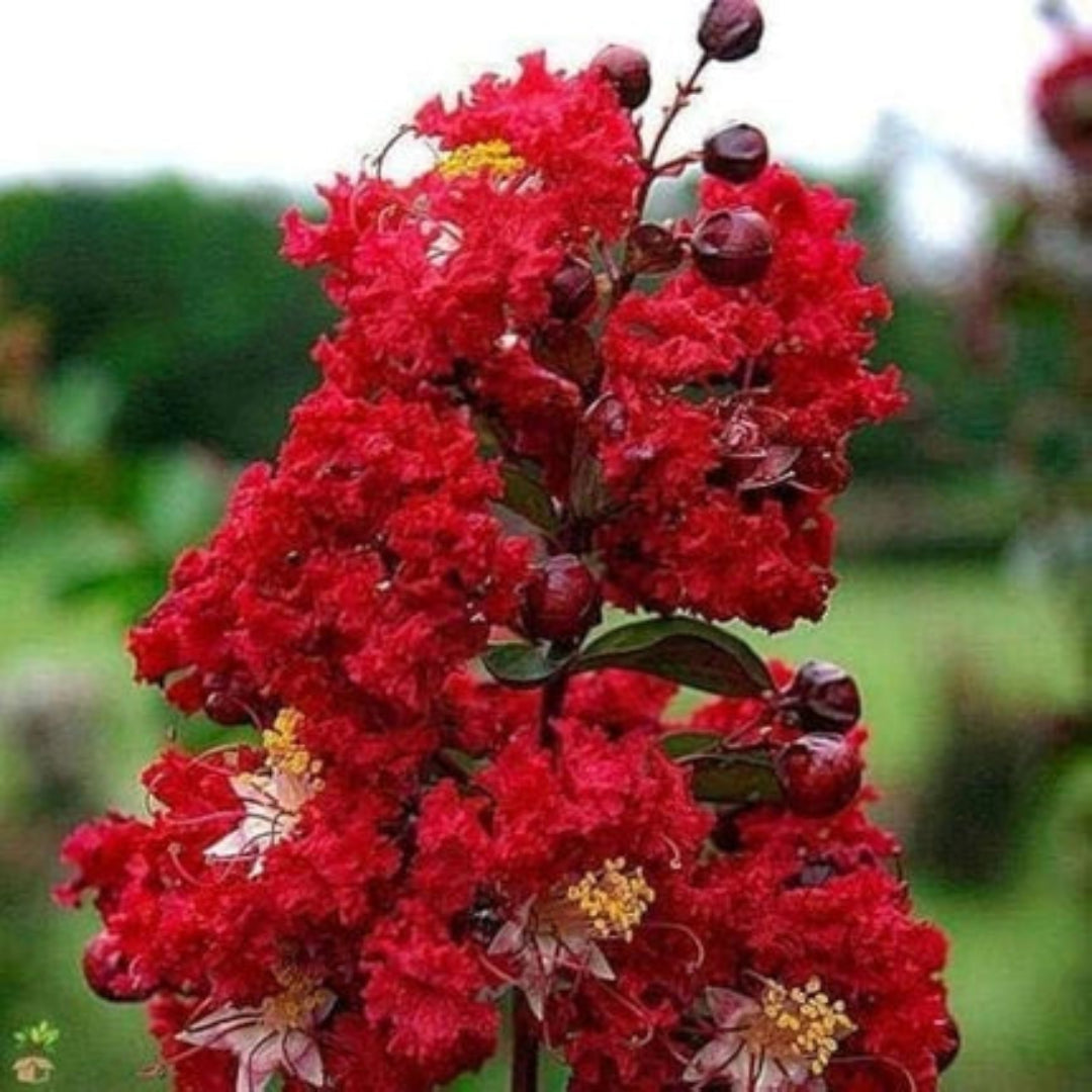 Red Blooming Crape Myrtle – Tall Flowering Tree