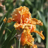 Iris Germanica 'Cordoba' Bearded German Iris