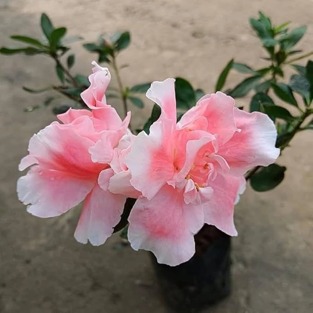 Pink Blooming Azalea – Evergreen Flowering Shrub