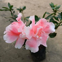 Pink Blooming Azalea – Evergreen Flowering Shrub