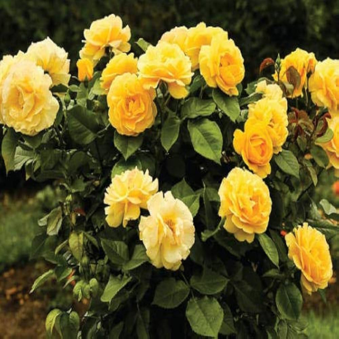 Gilden Sun Tree Form Rose