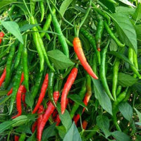 Kashmir Chilli Plant