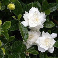 Potted Double Gardenia Tree for patio and landscape