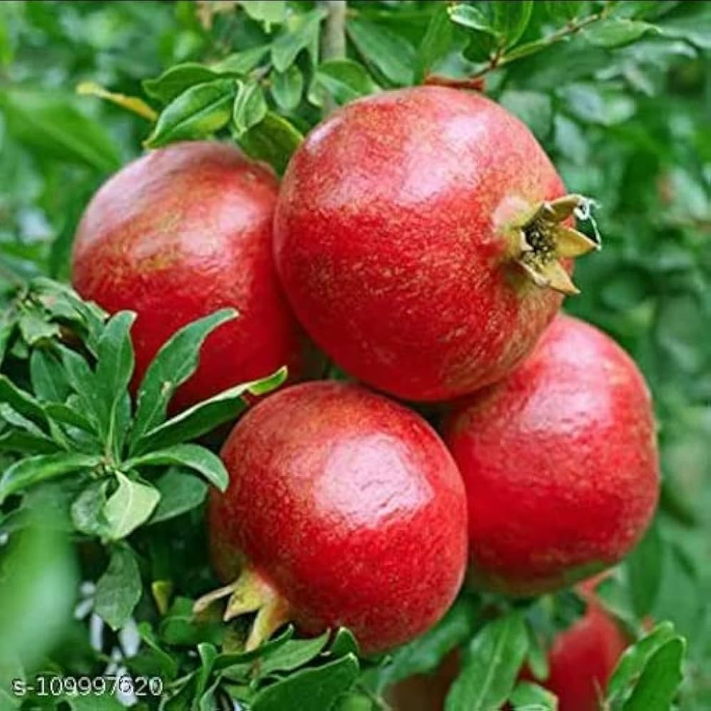 A.C. Sweet Pomegranate