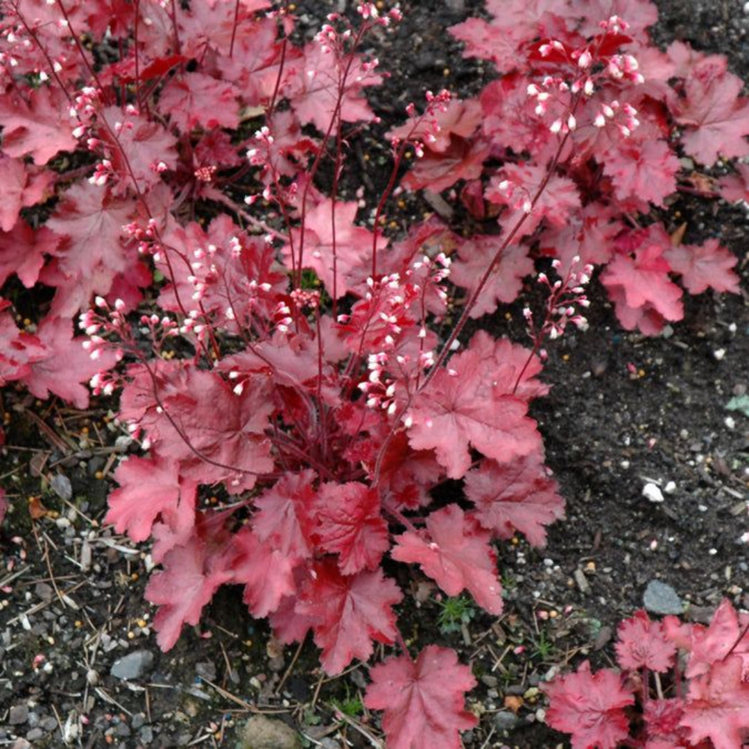 Heuchera &