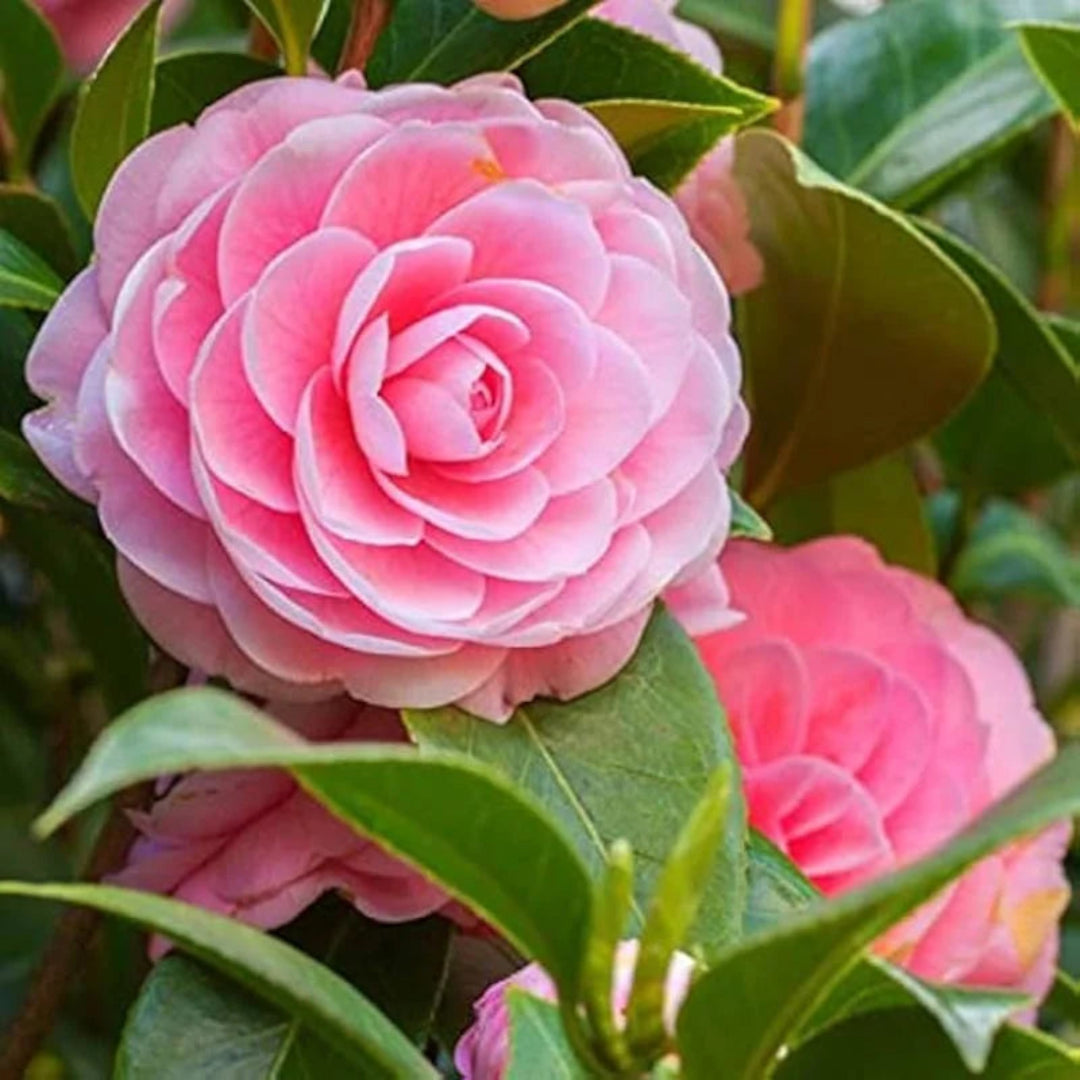 Pink Perfection Camellia Shrub in Bloom