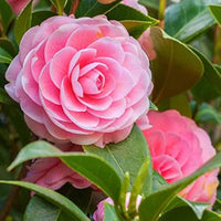Pink Perfection Camellia Shrub in Bloom