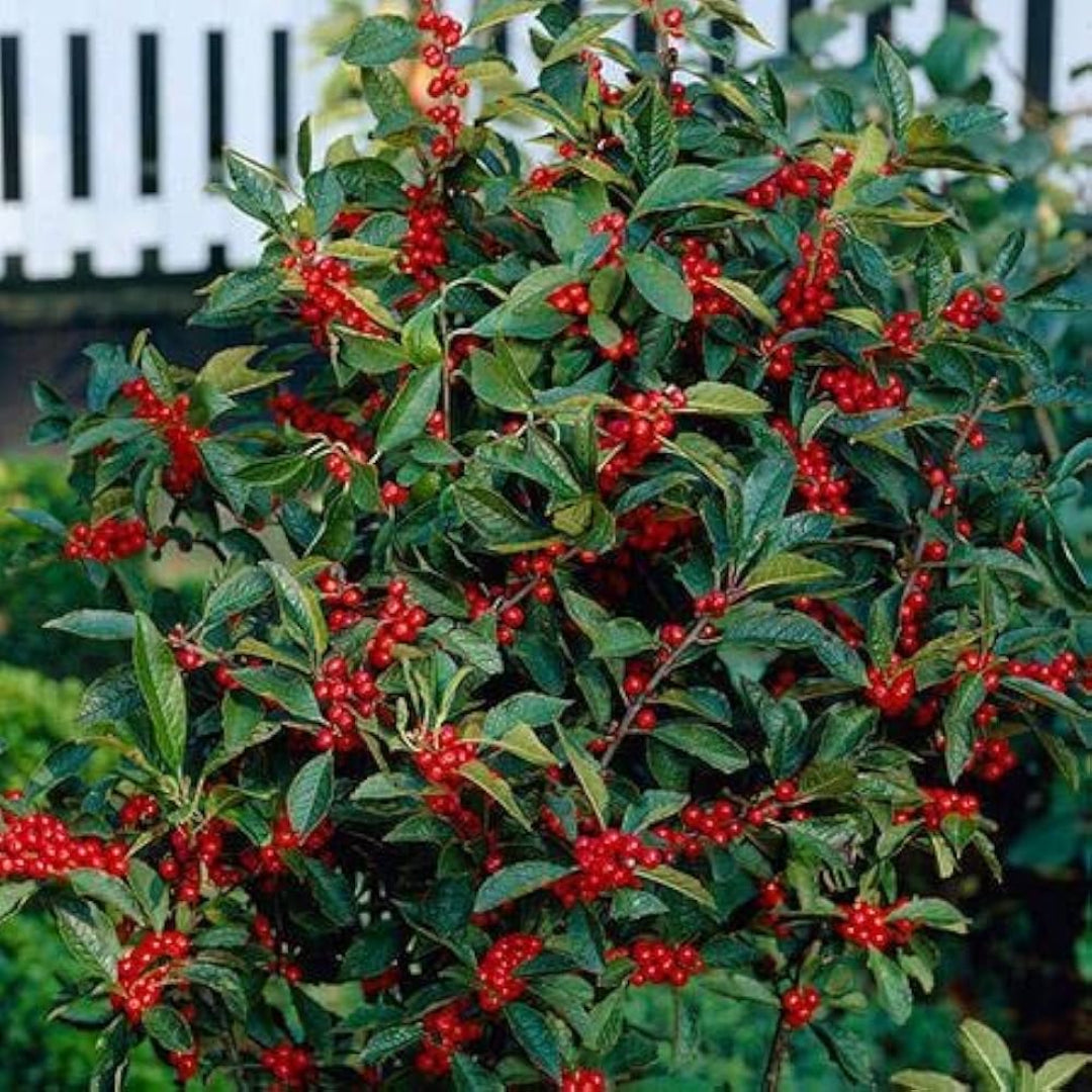 Sparkle Winterberry Holly