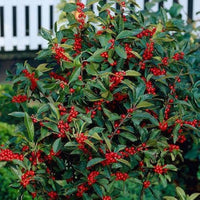 Sparkle Winterberry Holly