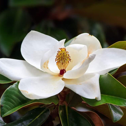 Southern Magnolia a.k.a. Magnolia Grandiflora
