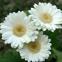 Gerbera 'Garvinea® Sweet Frosting' Gerber Daisy - [EG]