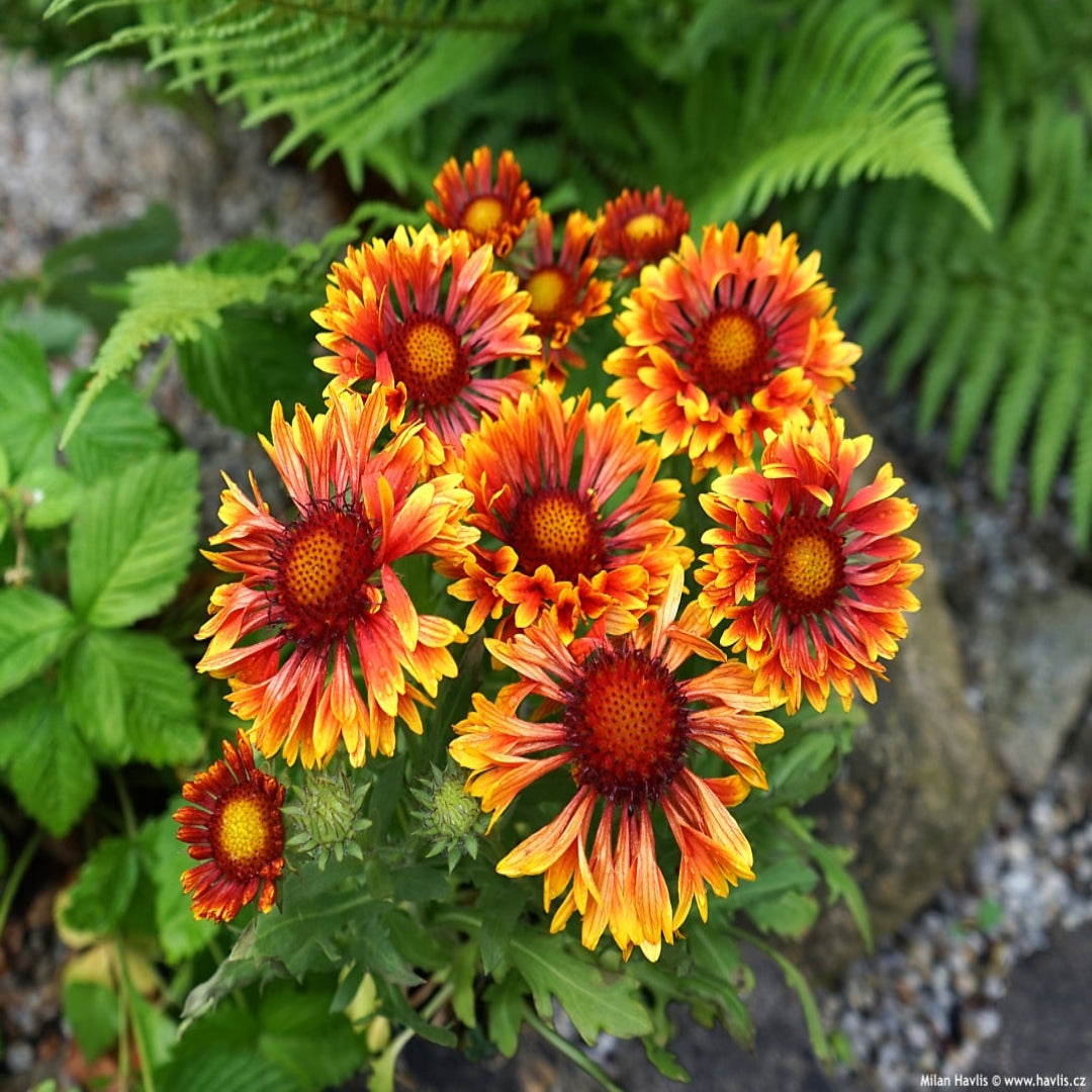 Gaillardia &