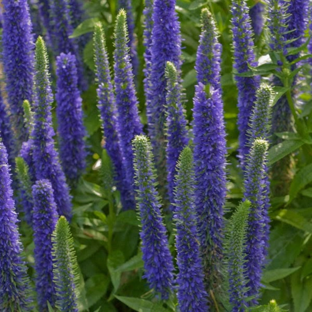 Veronica spicata &