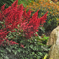 Astilbe arendsii Red Fanal false spirea flowers