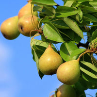 Young pineapple pear tree plant ready for garden planting