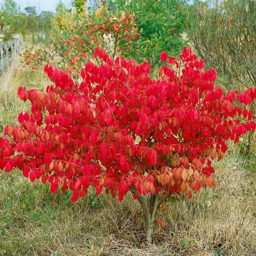 Euonymus Alatus Compactus