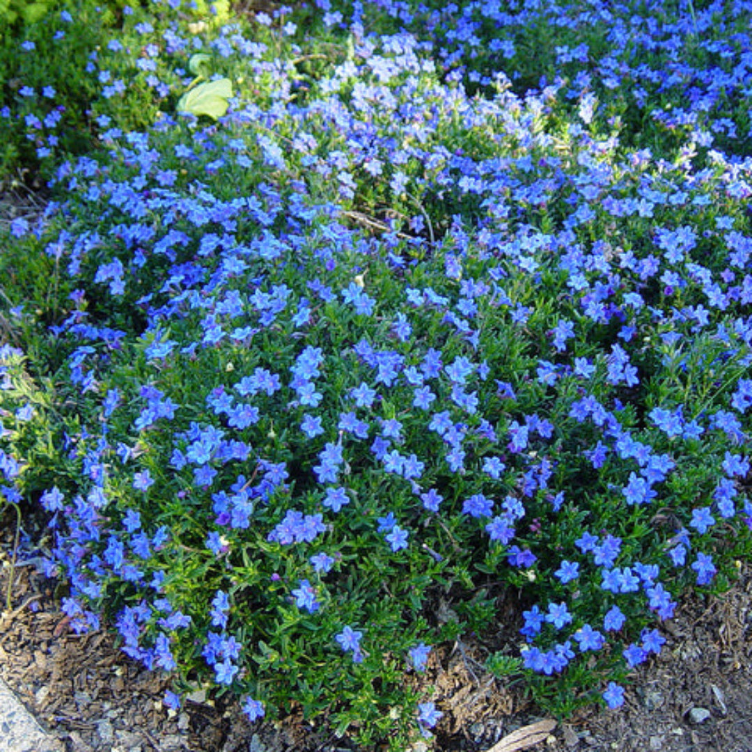 Lithodora Diffusa Grace Ward