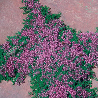 Thymus Pink Chintz close up blooms