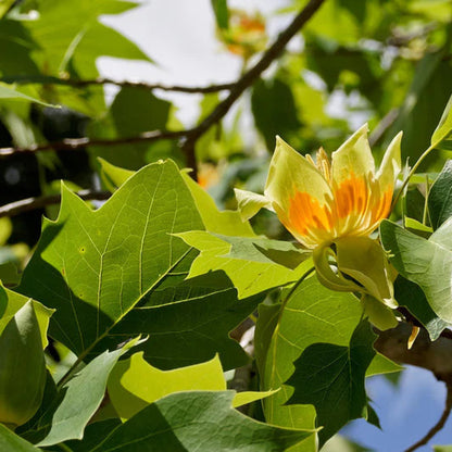 Tulip Poplar Tree