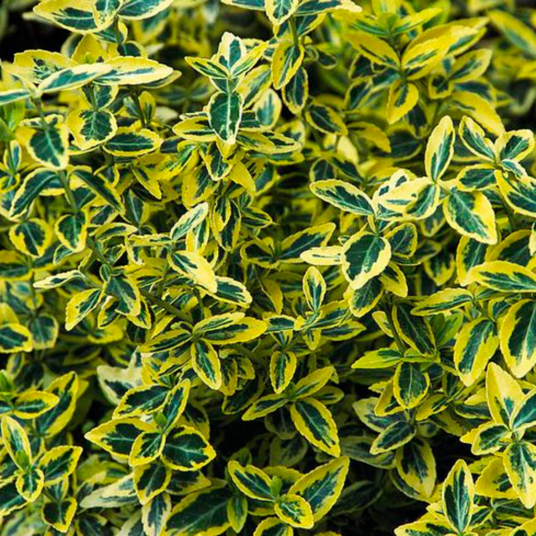 Variegated Silverberry
