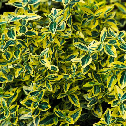 Variegated Silverberry