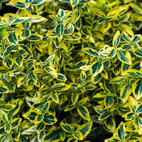 Variegated Silverberry