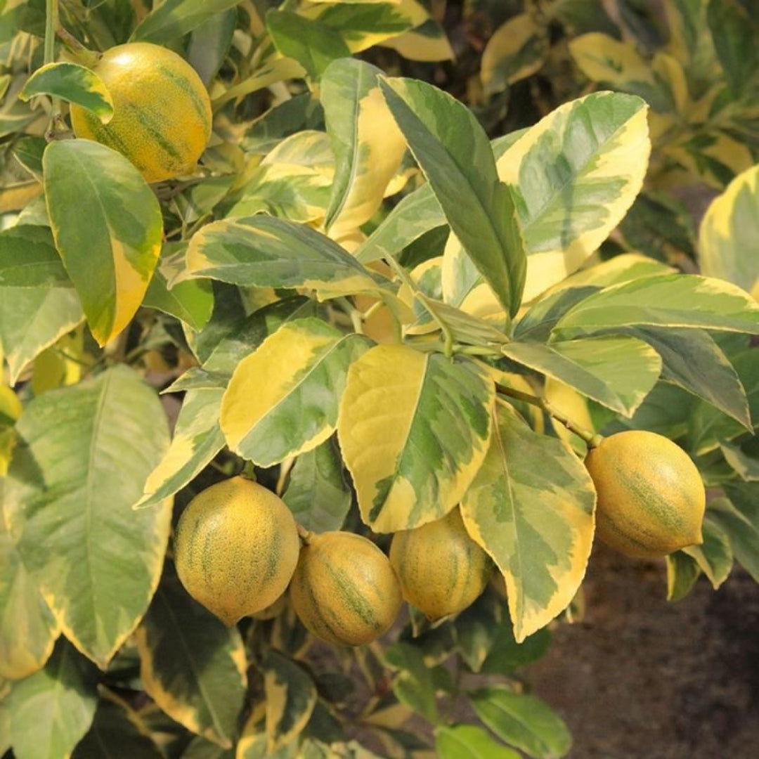 Pink Variegated Citrus Eureka Lemon Tree