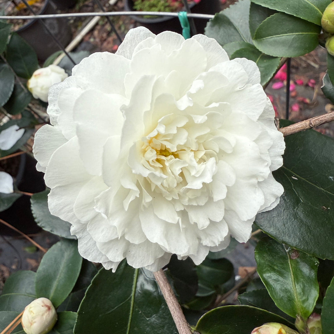 October Magic Ivory Camellia
