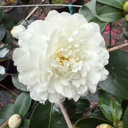 October Magic Ivory Camellia