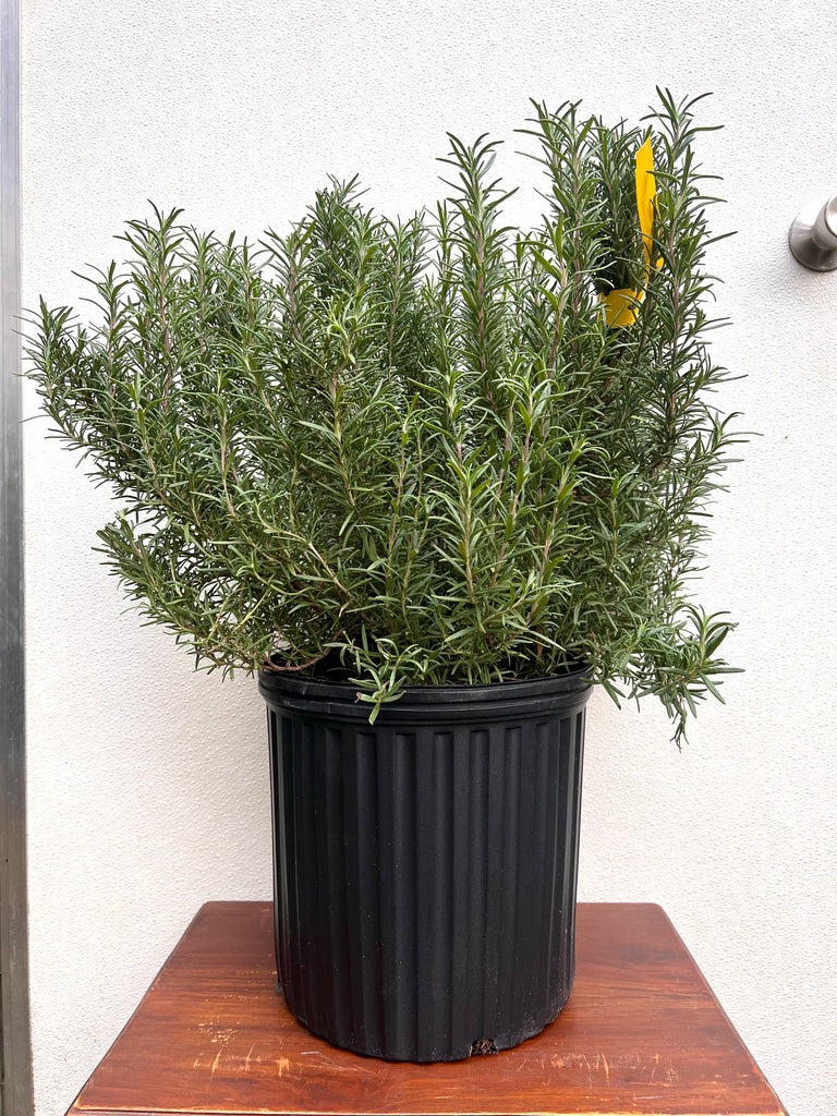 2.5 Qt. Chef's Choice Rosemary - Live Potted Herb Plants