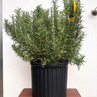 Rosemary Chef's choice Christmas Tree