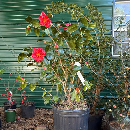 Lady Laura Camellia Japonica