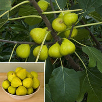 White Marsellias Fig Tree - Cold hardy