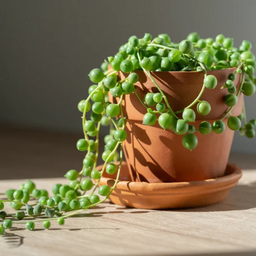 String of Pearls (Live Indoor Plant)