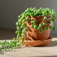 String of Pearls (Indoor Plant)