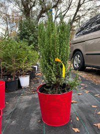 Juniperus chinensis Blue Point tall narrow evergreen tree