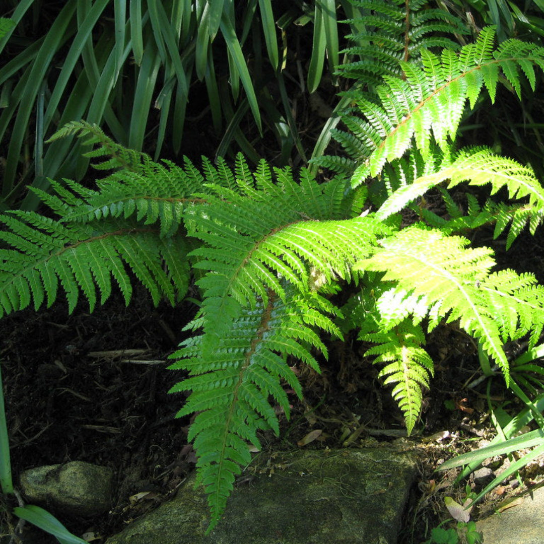 Japanese Tassel Fern