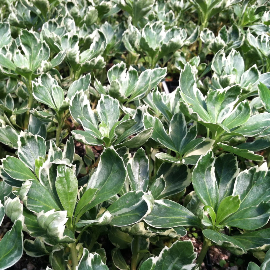 Pachysandra Silver Edge groundcover plant close-up