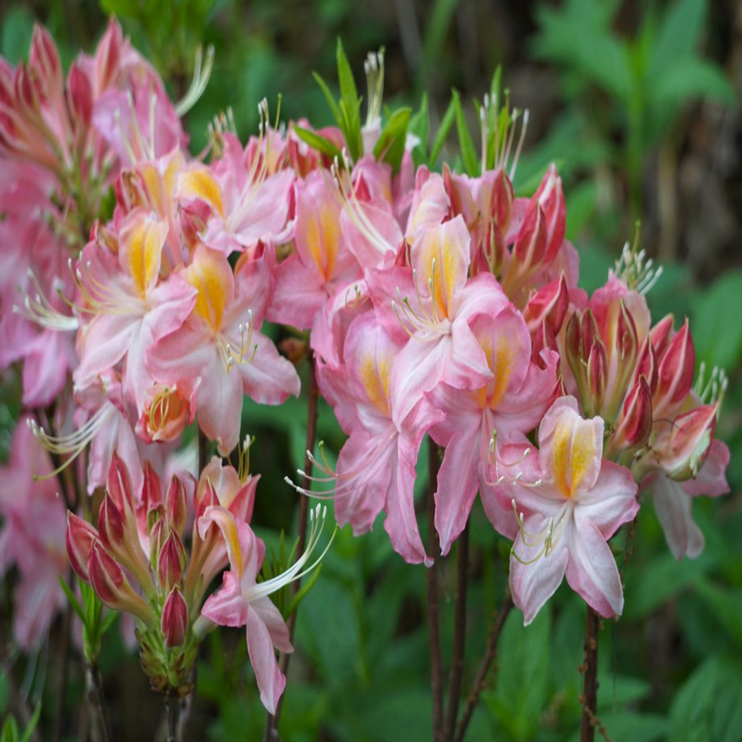 Spring Sensation Native Azalea