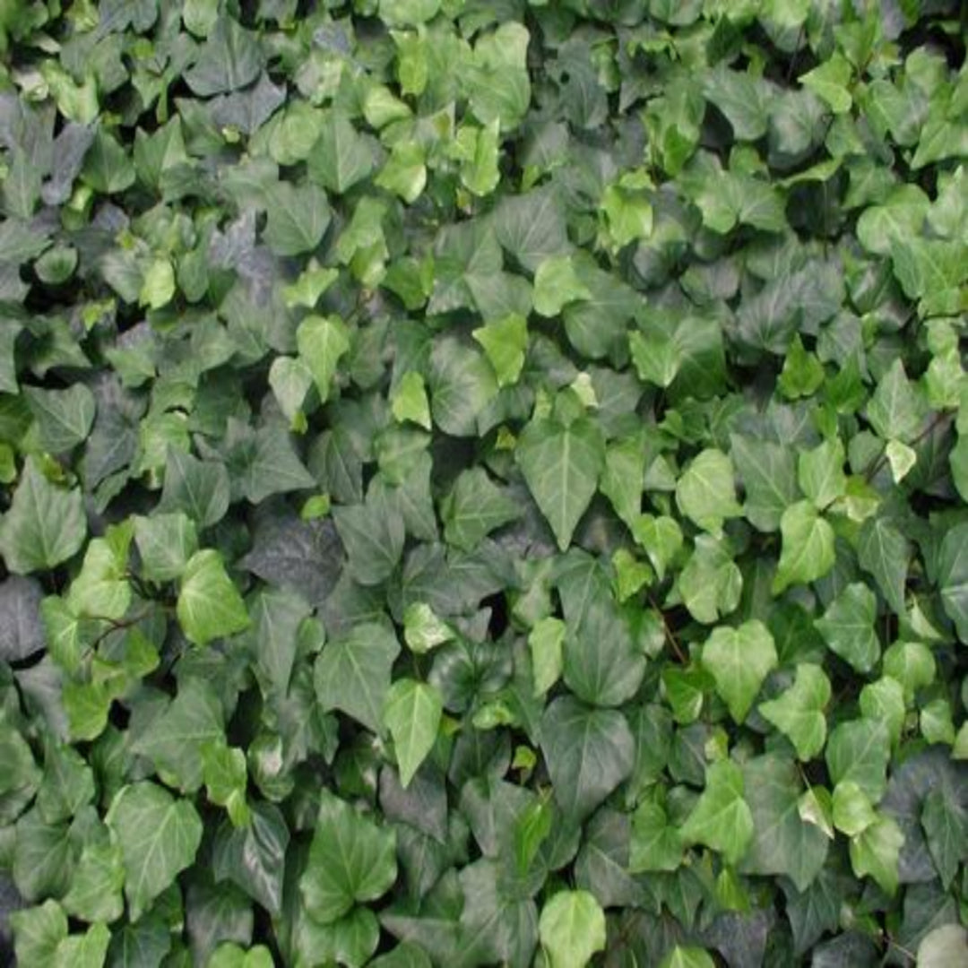 Hedera algeriensis &