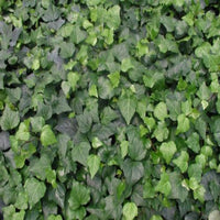 Hedera algeriensis 'Algerian Ivy' - [EG]