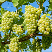 Niagara Grape Vine Shrub