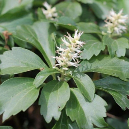 Pachysandra plant growing in garden bed