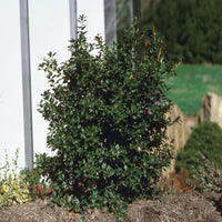 China Boy Ilex